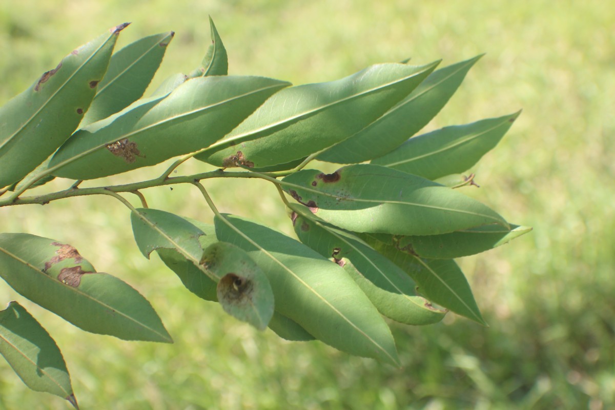 Shirakiopsis indica (Willd.) Esser